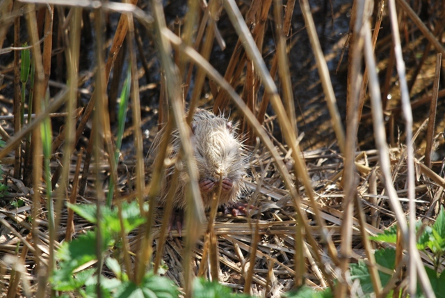 Una nutria piccola piccola